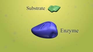 Enzyme function and inhibition (with audio narration)