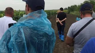 День поля Сингента гибрид Розета КЛП  30.07.21 Запорожская обл.