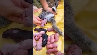 Rabbit Growth - Baby Animals 1 To 16 Days