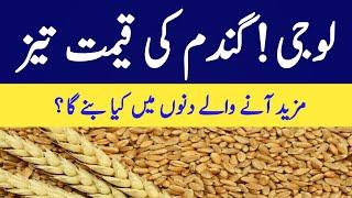 Wheat price today updated 2024/2025