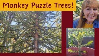 Stake, Prune, & Propagate Monkey Puzzle Trees! I Love Growing This Unusual, Endangered Nut Tree!