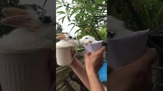 Такие милахи …принципиально не стану есть крольчатину