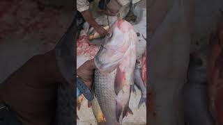 Black big viral fish India #fishingtechniques #fishing #fishvideo #amazingfish #facts #fishingvideo