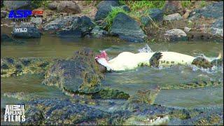 crocodile attack on wildebeest | wildlife | animal planet | ASP PRO