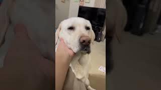 LAB u!!  #shorts #yellowlab