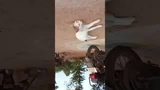 cat master   #subscribe