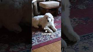FLOOFYNESS TO  THE MAX!!#greatpyrenees #puppy #fuzzball