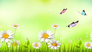 Butterfly, flowers, chamomile | Animated Ambient Backdrop