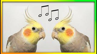 This Will Make Your Bird Happy The Bird Sanctuary | 2hrs of Singing