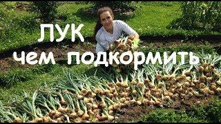 Лучшая подкормка для лука. Чем подкормить лук весной и летом чтобы был крупным