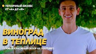 Виноград + клубника в теплице. Лучший обзор на YouTube