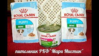 #ЧИХУА КОРМЛЕНИЕ ЩЕНКА#ROYALCANIN консервы ,пачули#КОРМА РОЯЛ КАНИН#ПИТОМНИКРКФМАРИМИСТИК#КУПЛЮЧИХУА