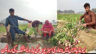 | New Mud House Me Hamari Sabzion Ki Harvesting Ki Routine | Village Woman Life And Mud House Work