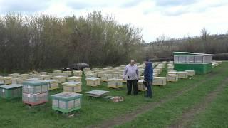 Пасека семьи Ничик- итоги зимовки .