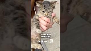 БРОУКИ СПАСЛИ КОТЕНКА #броуки #футбол #футболист #амкал #медиафутбол #football
