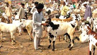 Goat crossing | Goat meeting | Goat breeding | beautiful goat  (1).