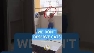 We don't deserve cats 