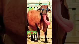 #funnycow #comedy #cowcow #animals #crazycow #memes @Ranicow