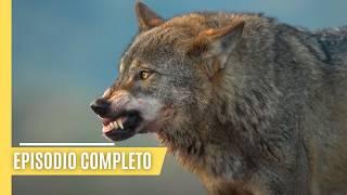 Animales de poder y misterio - La legendaria fauna de Iberia | Episodio Completo