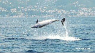 JOIN WILDSEA EUROPE! | www.wildsea.eu