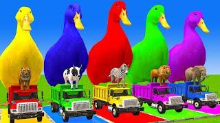 5 Giant Duck Cartoon,Cow,Elephant,Tiger,Lion,Gorilla, Paint Wild Animals Crossing Fountain Animation