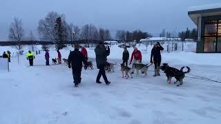 Willow 300 dog sled race