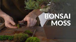 Bonsai Moss (application and acquisition)