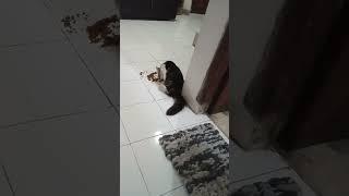 Cat eat in the morning