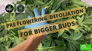 Introduction To Pre Flower Defoliation For Bigger Buds | Growing Education