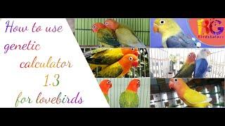 Genetic calculator | How to use genetic calculator for lovebirds | Complete session |