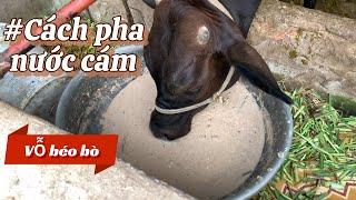 Cách pha nước cám vỗ béo bò #channuoibo #channuoi #cow #conbo