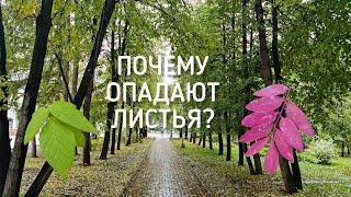 Почему опадают листья?