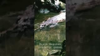 #ELIGATOR RAGUNAN PREDATOR GANAS