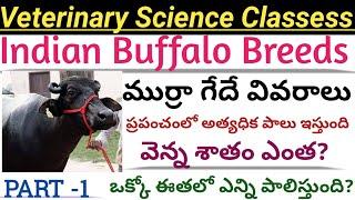 Murrah Buffalo Details in Telugu | Nili Ravi buffalo | Animal husbandry classes in telugu|veterinary