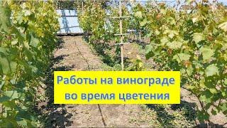 Что можно делать на винограднике во время цветения. Состояние черенков 6 июня 2023 года.