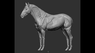 3DscanStore - Horse anatomy teasing