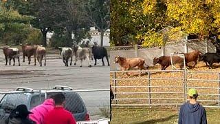 Video captures bulls fleeing Mass. mall rodeo, capture in nearby town