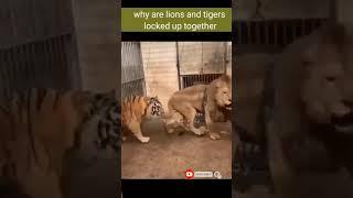 Tiger vs Lion fighting #shorts AnimalTube - World of animals