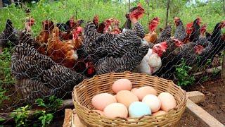 Harvesting Eggs - Speaking of the pickets (Subtitled)