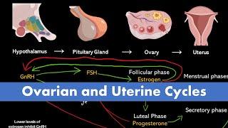 Ovarian and Uterine Cycle (Menstrual Cycle)