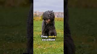 Black Russian Terriers 101 #mustwatch #dog