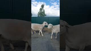 Домашняя Ферма Белых Дорперов Россия / Home Farm of White Dorpers Russia