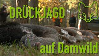 Drückjagd auf Damwild