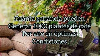 Que tan rentable es el cultivo de café? ganancias estimadas por 1000 plantas de #cafe #coffee