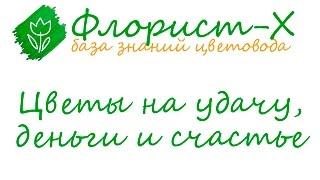 10 растений на удачу, деньги и семейное счастье