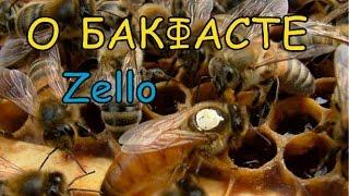 Практика разведения и содержание пчел Бакфаст The practice of breeding and keeping of bees, Buckfast