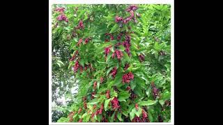 #berries #berry #redberry #organicfarming #organicfruits #organicfruit #emmatinker #blackberry
