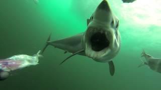 Mako shark attacking a PelagicView dredge