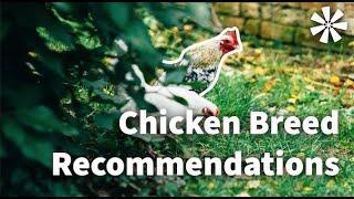 Chicken Breed Recommendations for BEGINNERS 