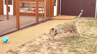 Cheetah is a soccer player! Messi taught Gerda to play ball